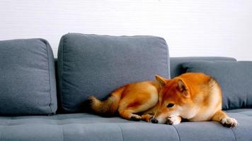 lindo cachorro shiba inu dormindo em um sofá em casa. foto