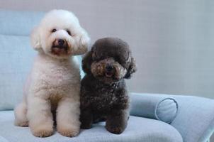 adoráveis cães poodle brancos e pretos sorridentes sentados e relaxando juntos no sofá azul foto