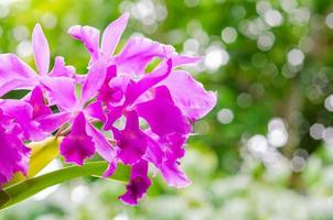 foco e turva da orquídea cattleya de cor rosa e roxa florescendo sobre fundo verde. foto