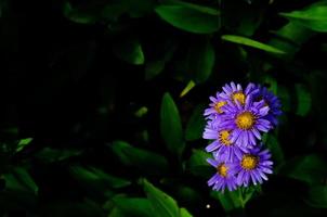 luz do sol brilhando no tatarian aster lilás pequenas flores desabrochando com gota de água. foto