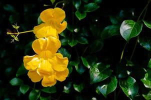 flor amarela de videira de garra de gato com fundo de folhas verdes. foto