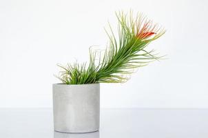 planta aérea tillandsia funckiana com plantas de flores de cor vermelha em vaso de cilindro. foto