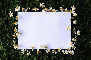 papel branco com espaço para texto que tem agulhas espanholas ou flores bidens alba definidas como moldura no fundo da grama verde. foto