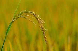 semente de arroz maduro amarelo com folhas verdes e secas no campo de arroz no norte da tailândia. foto