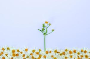 agulhas espanholas ou flores bidens alba com sua árvore e folhas em fundo branco papar. foto