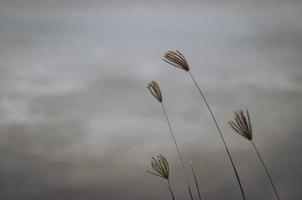 árvores de grama movendo-se do vento com fundo desfocado foto