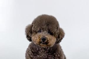 adorável cão poodle preto sorrindo com cara de feliz foto