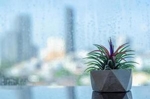 planta aérea tillandsia em pote moderno coloca ao lado da janela que tem gota de chuva com fundo desfocado da cidade. foto