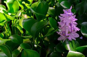 flor da árvore de jacinto de água. foto