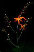 imagem vertical de cor laranja de flores de montbretia em fundo escuro. foto