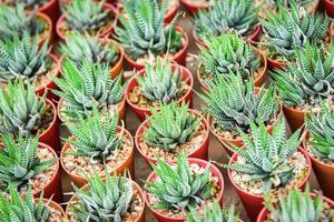 plantas suculentas em vasos no jardim berçário cacto fazenda agricultura estufa foto