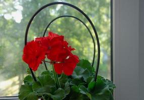 flor de gerânio com flores vermelhas no peitoril da janela, planta da casa foto