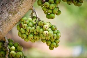 pequena fruta de figo selvagem verde na árvore ficus carica foto