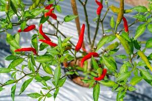 padrão de folhas verdes de árvore de pimenta, pimenta verde vermelha em fazenda orgânica foto