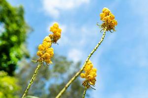 arbusto de senna alata ou candelabro ou flor de acapulo no jardim foto