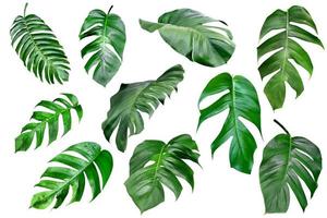 coleção de vários padrões de folhas de monstera verdes para o conceito de natureza, conjunto de folhas tropicais isoladas em fundo branco foto