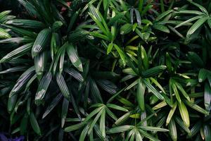 padrão de folhas verdes, palmeira da folha na floresta foto