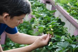 homem no jardim de morango orgânico foto