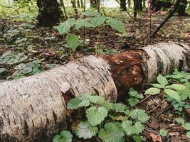 árvore deitada na floresta, cores brilhantes, foto horizontal. folhas verdes e secas, plantas e árvores frescas, tiro orgânico da natureza. botânica, solo, foto decorativa