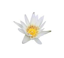 nymphaea ou nenúfar ou flor de lótus. feche a flor de lótus branco-amarelo isolada no fundo branco. o lado do nenúfar branco. foto