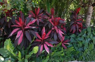 cordyline fruticosa ou árvore asparagaceae. feche o exótico arbusto vermelho-púrpura da árvore cordyline fruticosa e outra árvore no jardim com luz da manhã. closeup lindas folhas vermelhas. foto