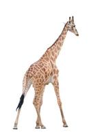 fundo branco isolado de girafa foto