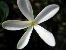 carissa macro flor apocynaceae fundo da família papel de parede impressões de belas artes foto