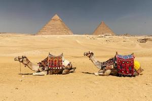 camelos no complexo da pirâmide de gizé, cairo, egito foto