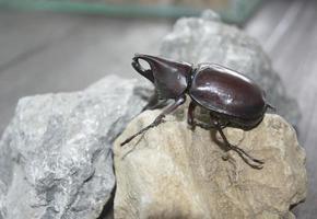 besouro preto fica na rocha na mesa de madeira foto