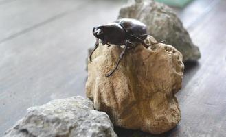 besouro rinoceronte fica em uma rocha marrom foto