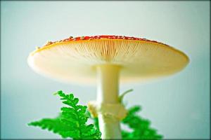cogumelos de inverno em impressões de alta qualidade de fundo botânico de natureza selvagem foto