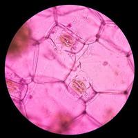 células vegetais de ostras. células vegetais sob microscópio. foto