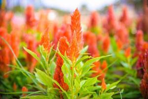 crista de galo emplumada laranja ou flor de celosia argentea na flor colorida da primavera do jardim foto