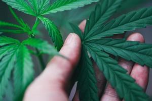 cannabis deixa planta de maconha na mão folha de cânhamo para extrair foco seletivo natural de saúde médica foto