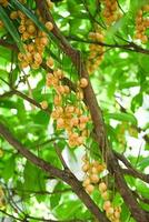 fruta rambeh pendurada na fruta tropical da árvore rambeh na tailândia, rambi maduro fresco no verão foto