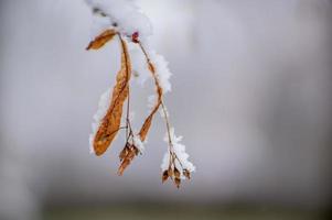 um galho com folhas de outono marrons congeladas na floresta foto