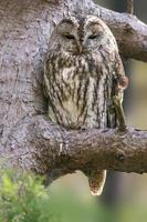 uma coruja tawny senta-se em um galho de uma árvore foto