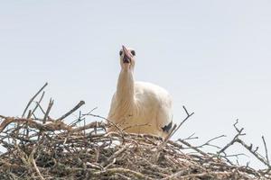 uma cegonha branca em seu ninho foto