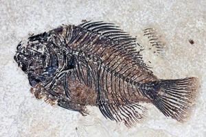 peixe fóssil foto