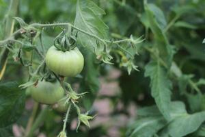 cultivo de frutas de tomate verde, mudas de tomate no jardim foto