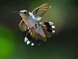 beija-flor de garganta rubi feminino em voo foto