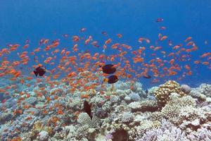 recifes de corais com peixes scalefin anthias no mar tropical, debaixo d'água foto