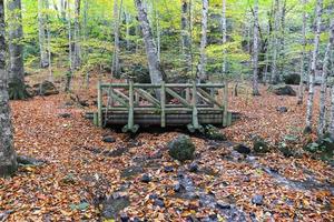 ponte de madeira no parque nacional yedigoller, bolu, turquia foto