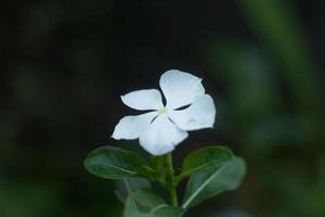 catharanthus roseus branco l. don ou vinca rosea ou hoa hai dang ou kemunting cina ou tsitsirika ou rosa pervinca ou soldaten bloem foto