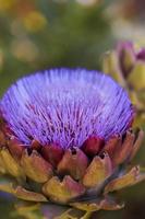 uma única flor de cardo de alcachofra. foto