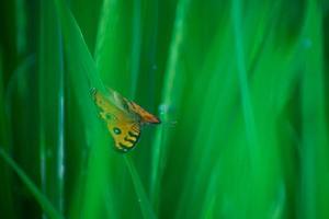 borboletas amarelas em galhos de arroz verde pela manhã foto