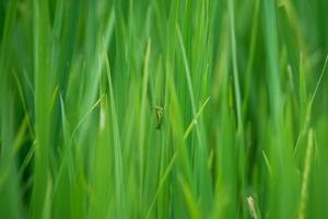 um pequeno gafanhoto em uma folha de arroz verde em uma manhã ensolarada foto