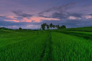 cenário natural indonésio com campos de arroz verde e coco foto