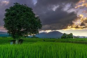 cenário natural indonésio com campos de arroz verde. manhã ensolarada na plantação foto