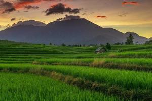 cenário natural indonésio com campos de arroz verde e o sol da manhã foto